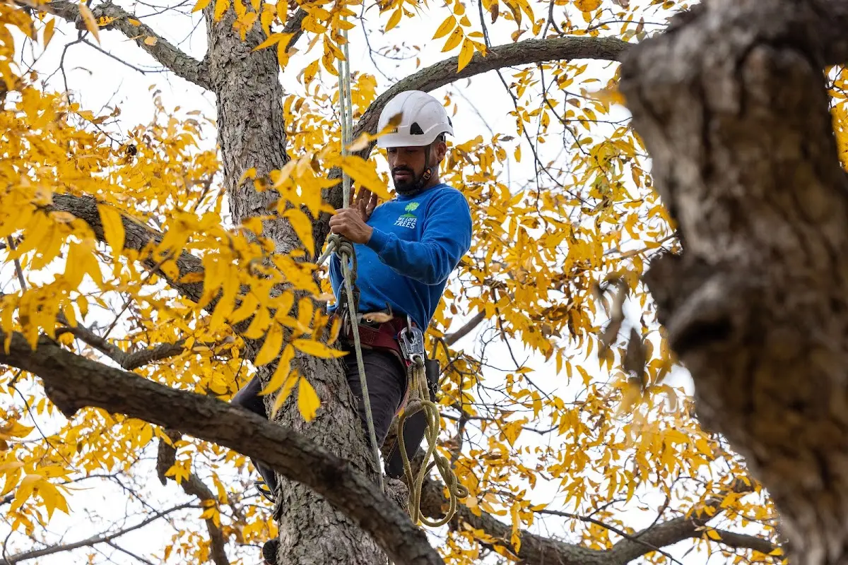 Skilled Tree Transplanting crew working in Vance