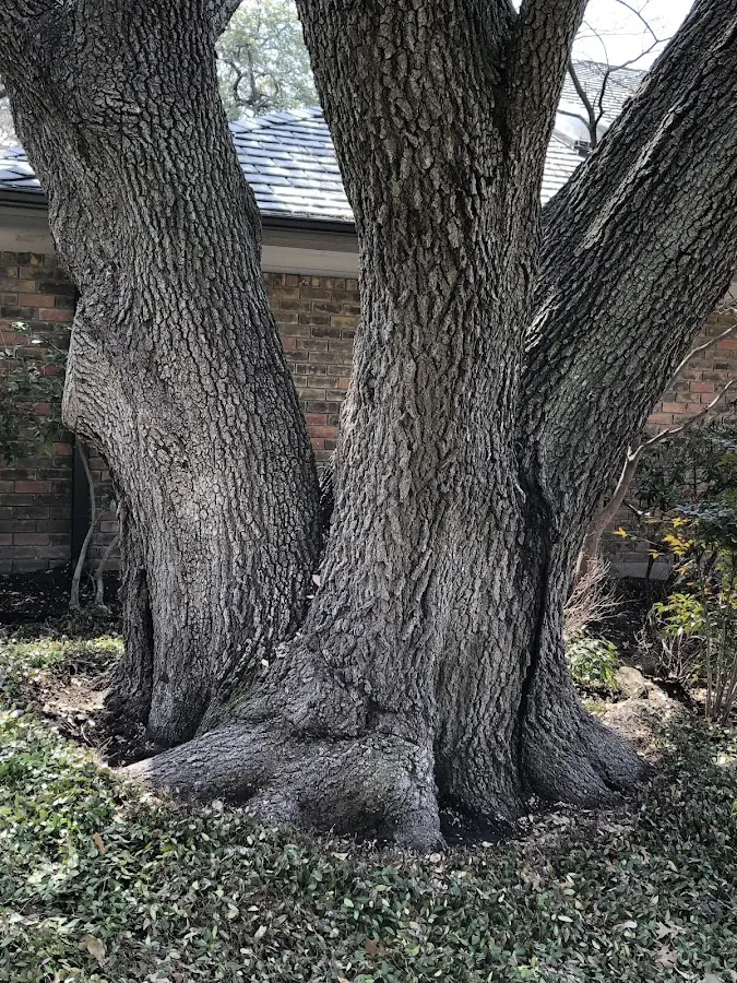 Mature heritage tree close to a Vance property cared for by certified arborists